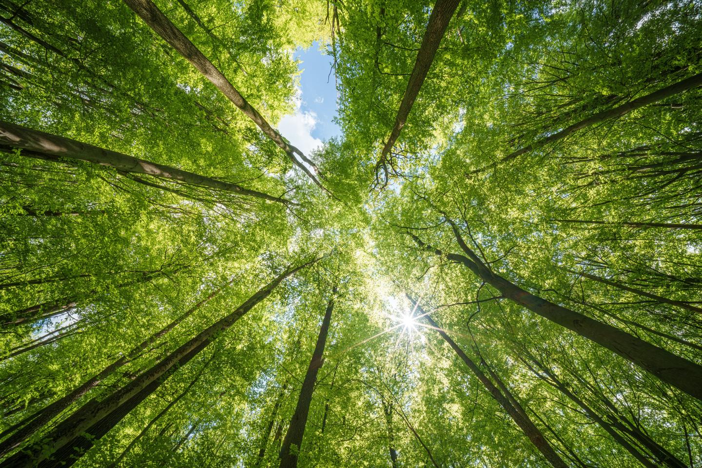 Biodiversity and nature-based solutions for data centres: development and operational strategies